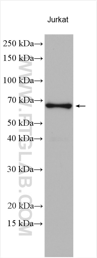 WB analysis using 18244-1-AP