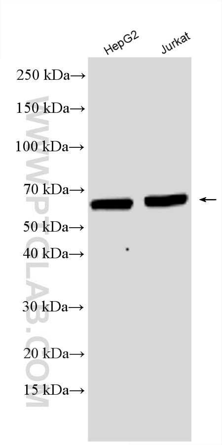 WB analysis using 18244-1-AP