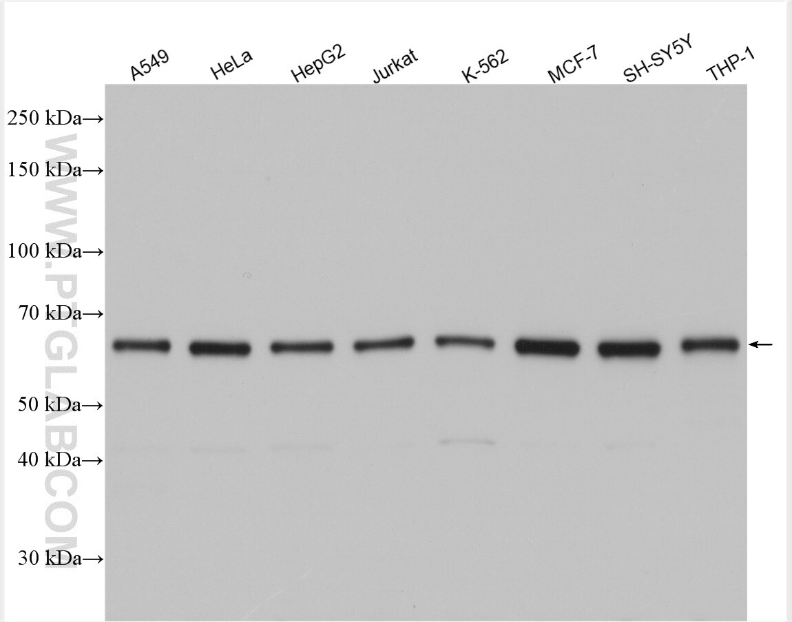 Western Blot (WB) analysis of various lysates using EIF2AK2, PKR Polyclonal antibody (18244-1-AP)