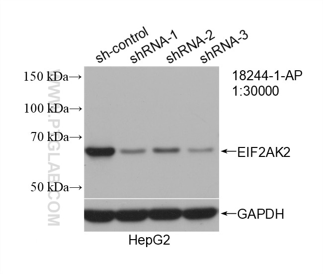 Western Blot (WB) analysis of HepG2 cells using EIF2AK2, PKR Polyclonal antibody (18244-1-AP)