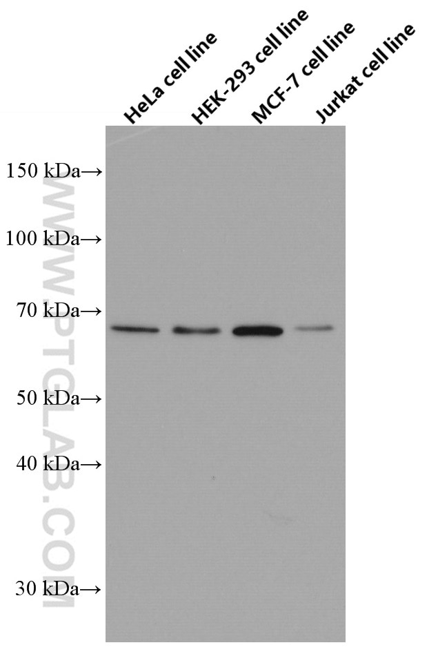 Western Blot (WB) analysis of various lysates using EIF2AK2 Monoclonal antibody (66646-1-Ig)