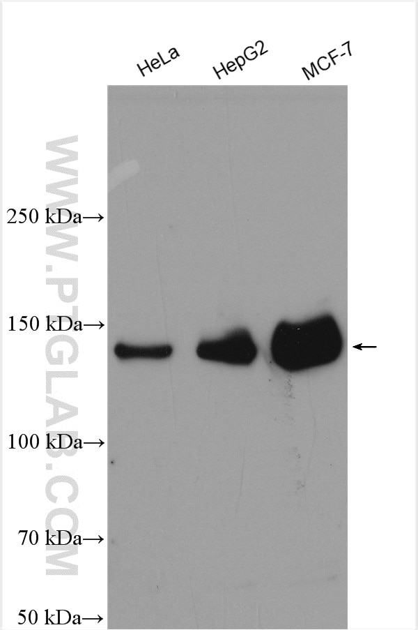 Western Blot (WB) analysis of various lysates using PERK/EIF2AK3 Polyclonal antibody (24390-1-AP)