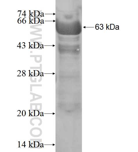 EIF2B4 fusion protein Ag1875 SDS-PAGE