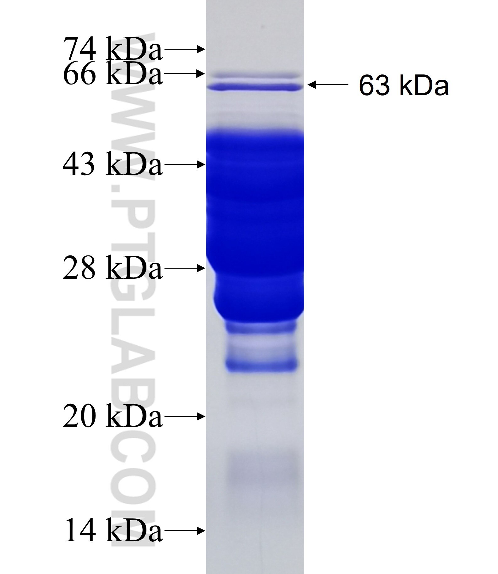 EIF2B4 fusion protein Ag1875 SDS-PAGE