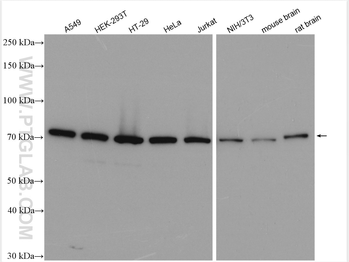 Western Blot (WB) analysis of various lysates using EIF2B5 Polyclonal antibody (29935-1-AP)