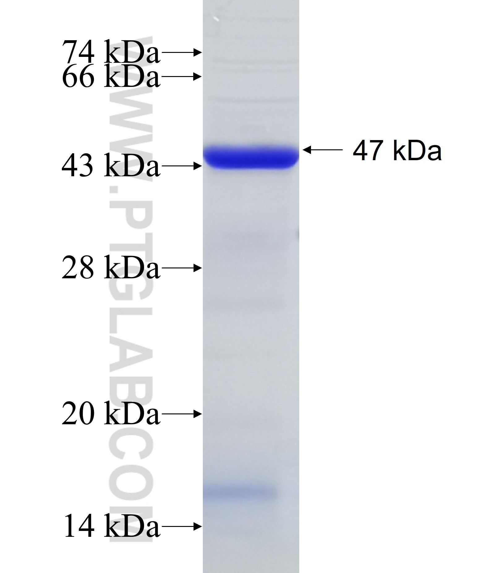 EIF2C1 fusion protein Ag20657 SDS-PAGE
