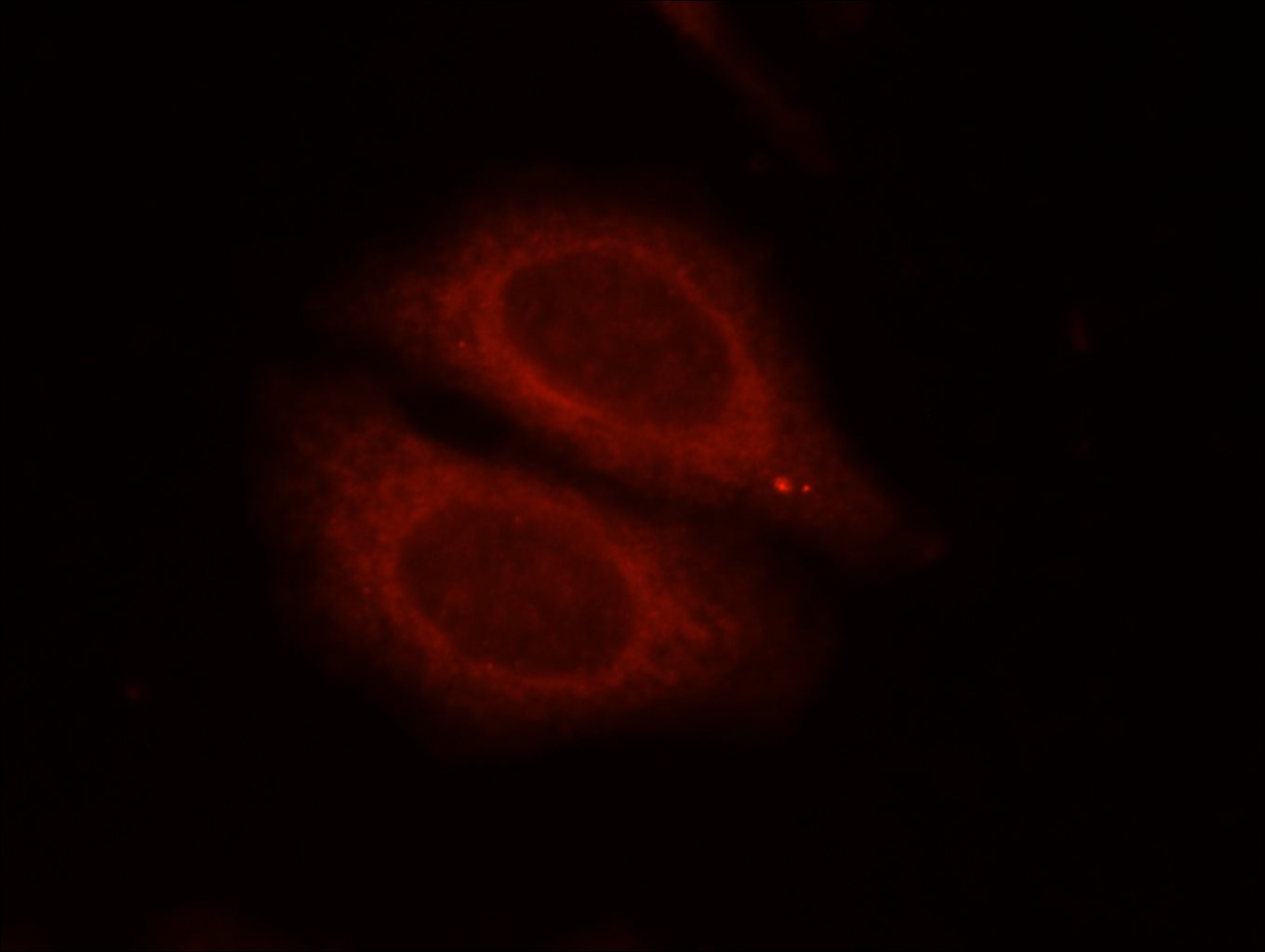 Immunofluorescence (IF) / fluorescent staining of HepG2 cells using EIF2C1-Specific Polyclonal antibody (19690-1-AP)
