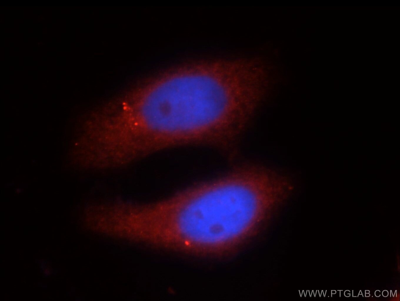 Immunofluorescence (IF) / fluorescent staining of HepG2 cells using EIF2C1-Specific Polyclonal antibody (19690-1-AP)