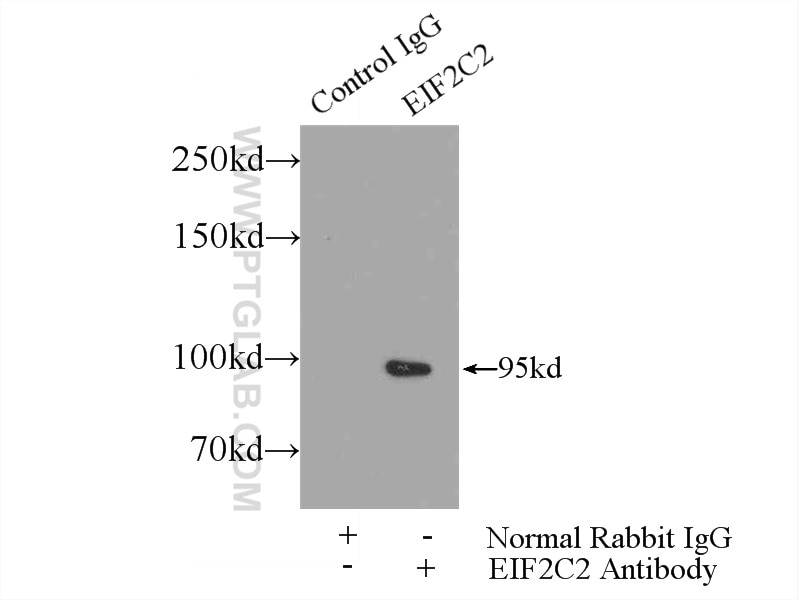 AGO2 Polyclonal antibody