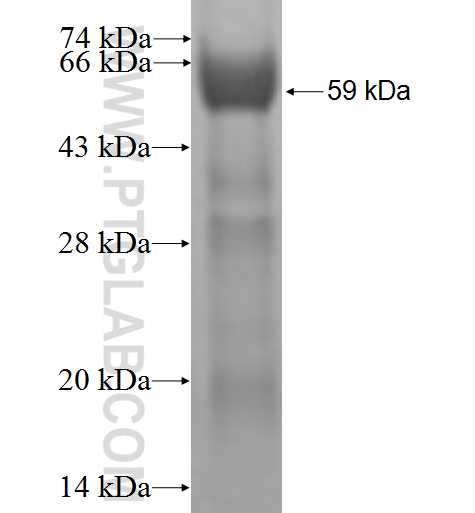 AGO2 fusion protein Ag1032 SDS-PAGE