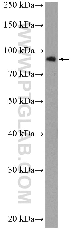 Western Blot (WB) analysis of HepG2 cells using EIF2C3-Specific Polyclonal antibody (19692-1-AP)