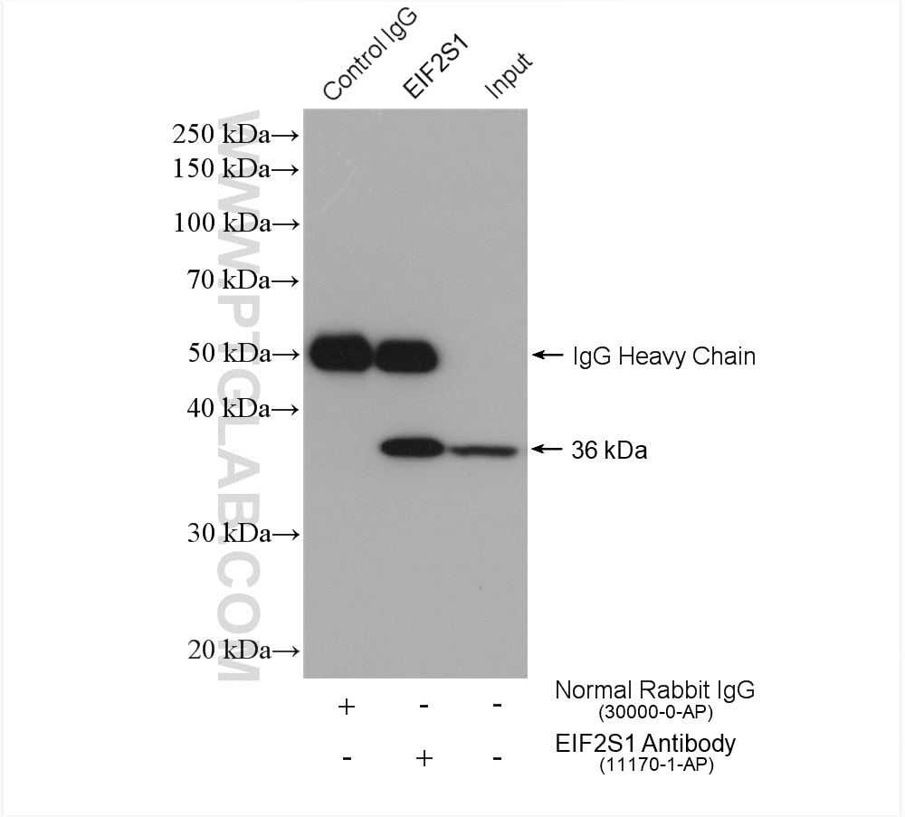 Immunoprecipitation (IP) experiment of HepG2 cells using EIF2S1/EIF2A Polyclonal antibody (11170-1-AP)