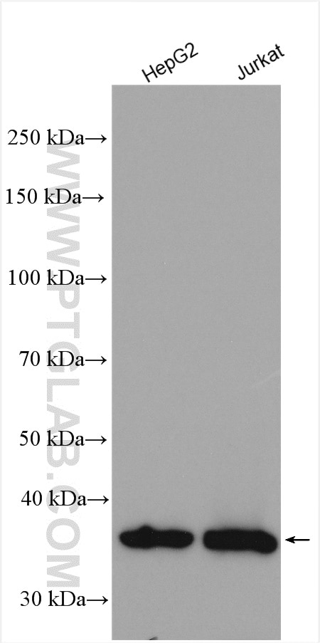 Western Blot (WB) analysis of various lysates using EIF2S1/EIF2A Polyclonal antibody (11170-1-AP)