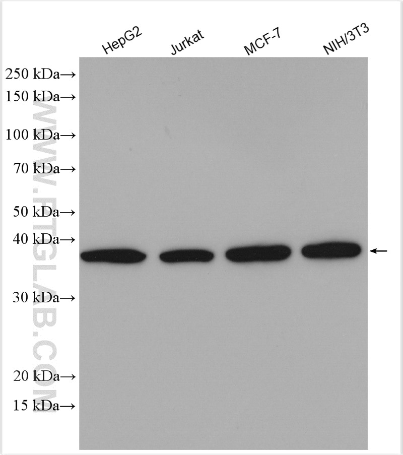 Western Blot (WB) analysis of various lysates using EIF2S1/EIF2A Polyclonal antibody (11170-1-AP)