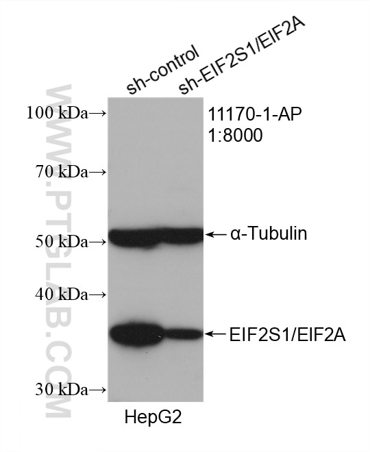 Western Blot (WB) analysis of HepG2 cells using EIF2S1/EIF2A Polyclonal antibody (11170-1-AP)