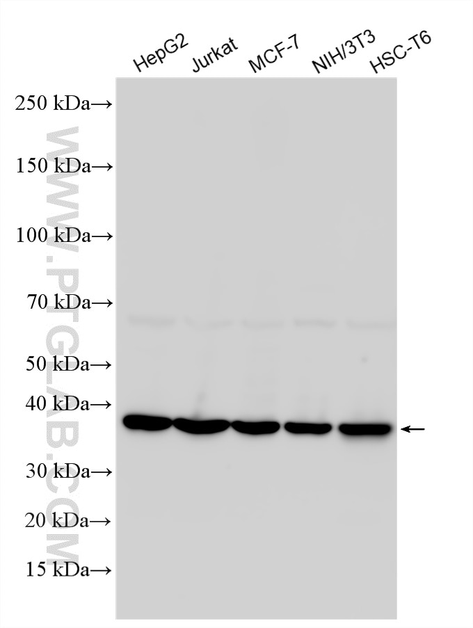 WB analysis using 11170-1-AP Western Blot (WB) analysis of various lysates using EIF2S1 Polyclonal antibody (11170-1-AP)