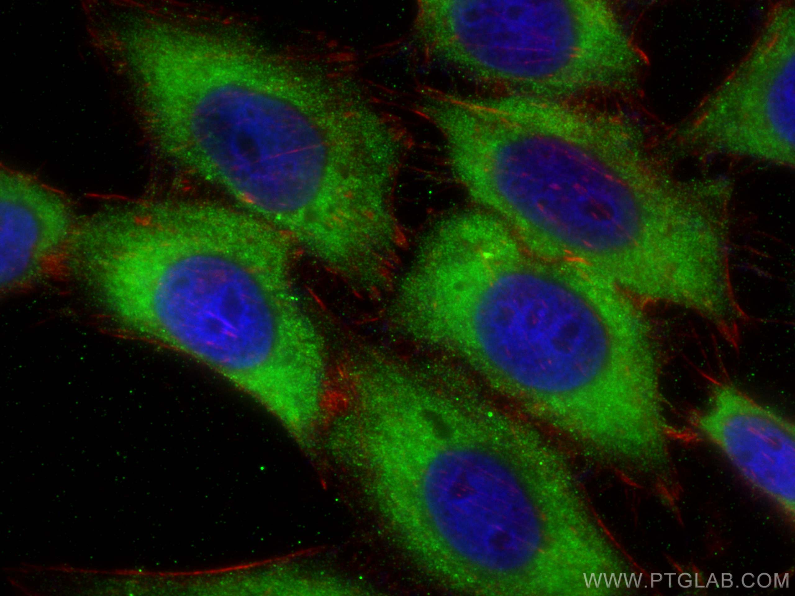 IF Staining of HepG2 using 68479-1-Ig