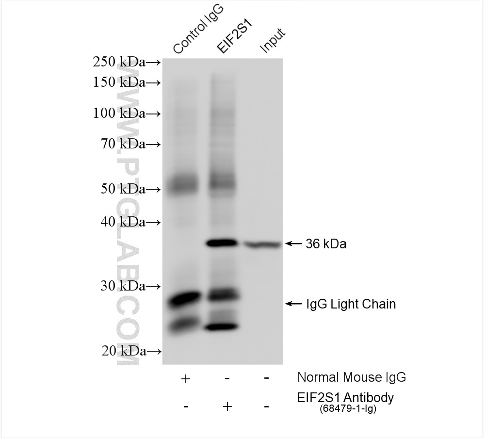Immunoprecipitation (IP) experiment of HepG2 cells using EIF2S1 Monoclonal antibody (68479-1-Ig)