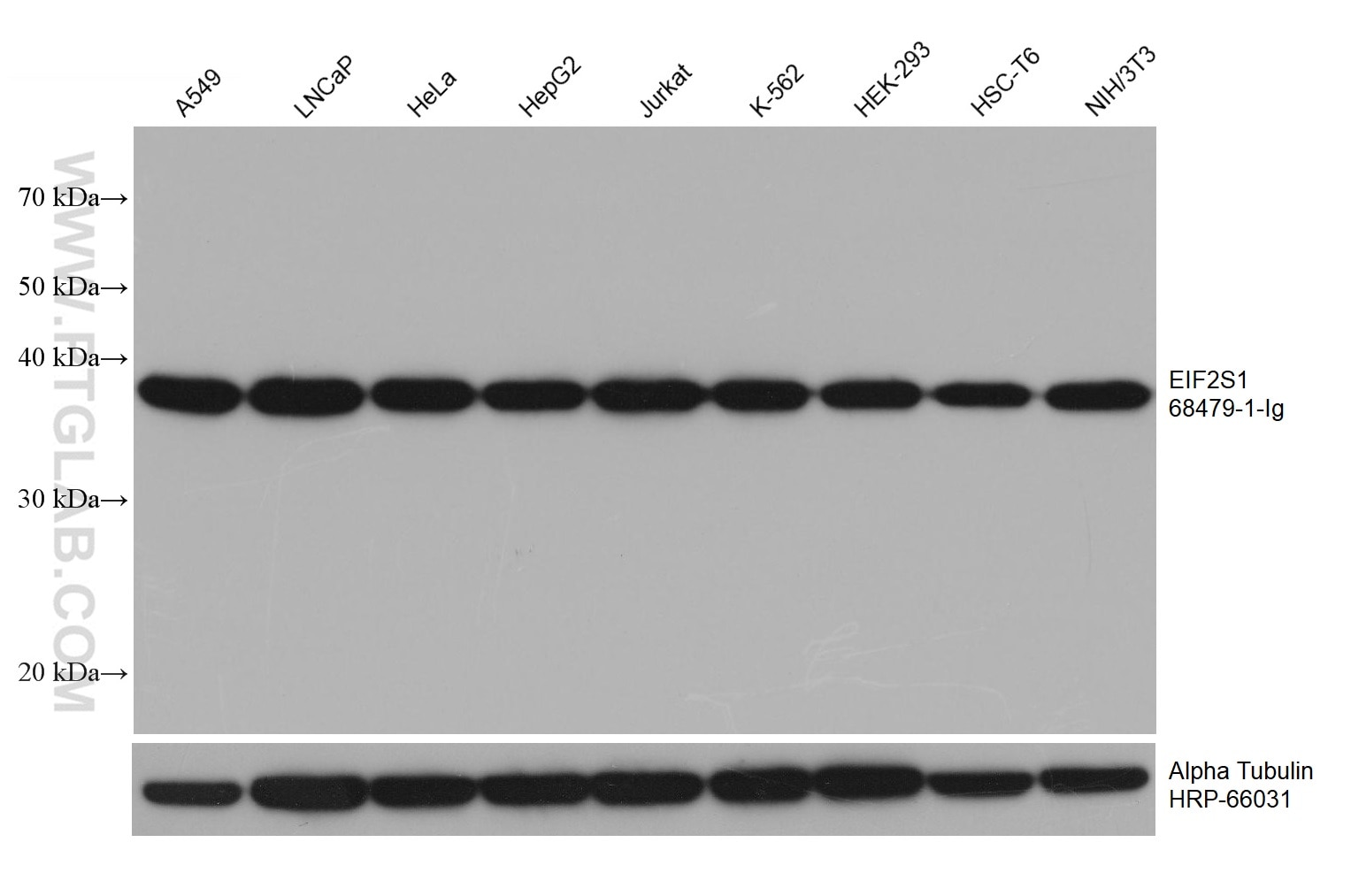 Western Blot (WB) analysis of various lysates using EIF2S1 Monoclonal antibody (68479-1-Ig)