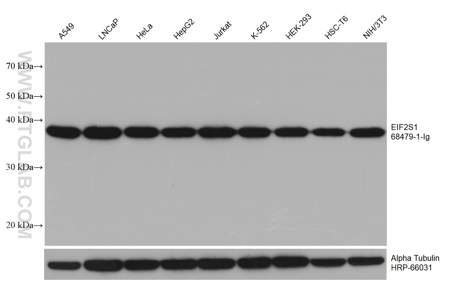 WB analysis using 68479-1-Ig