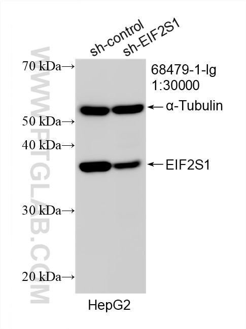 Western Blot (WB) analysis of HepG2 cells using EIF2S1 Monoclonal antibody (68479-1-Ig)