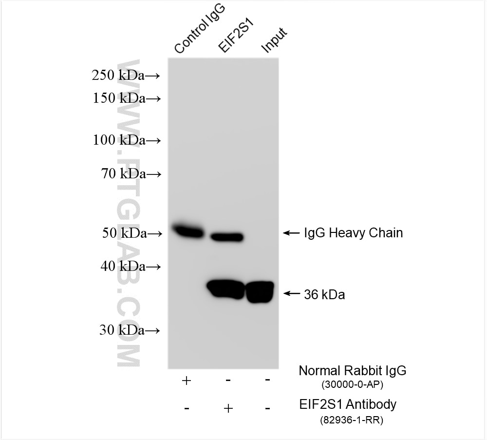 Immunoprecipitation (IP) experiment of HepG2 cells using EIF2S1 Recombinant antibody (82936-1-RR)