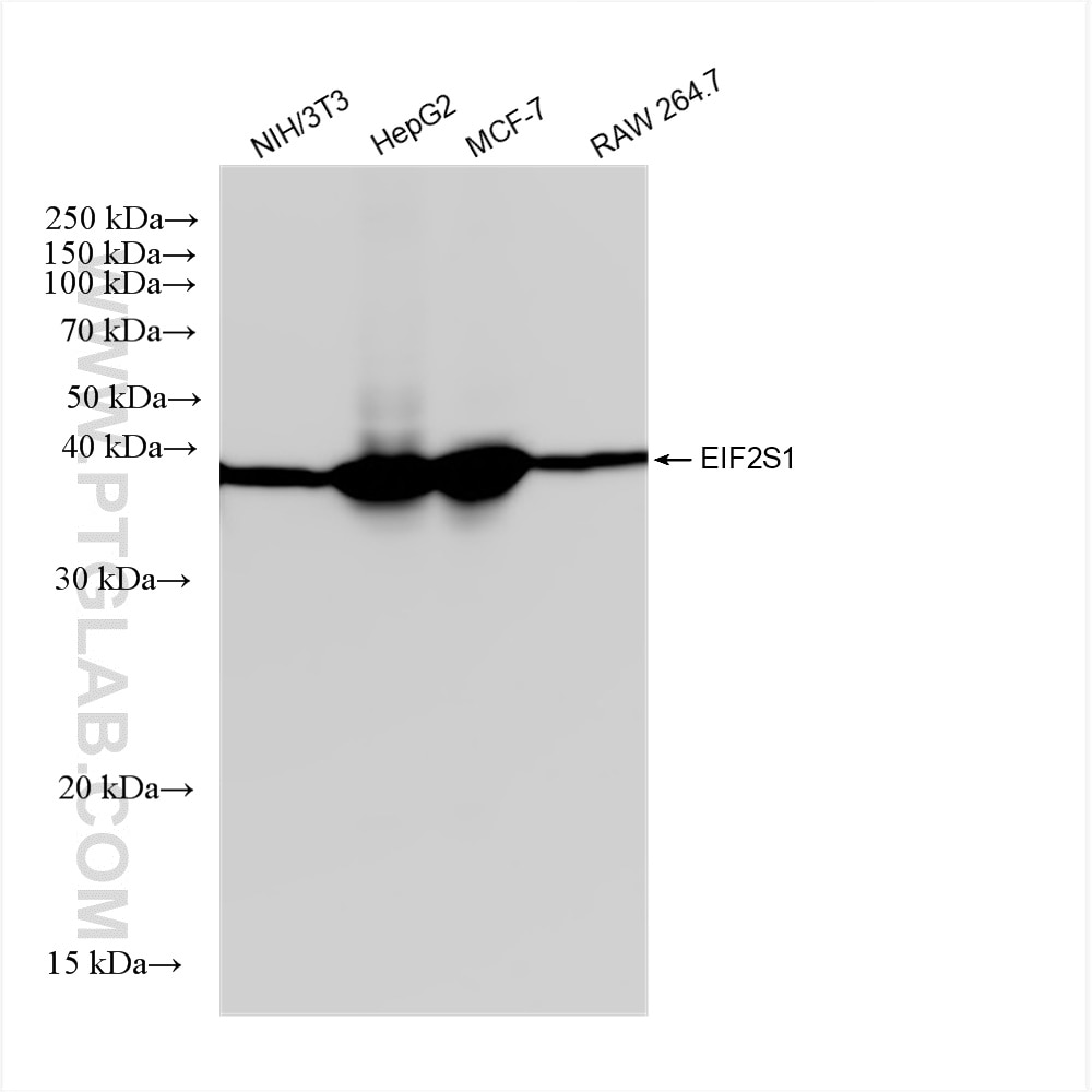 Western Blot (WB) analysis of various lysates using EIF2S1 Recombinant antibody (82936-8-RR)