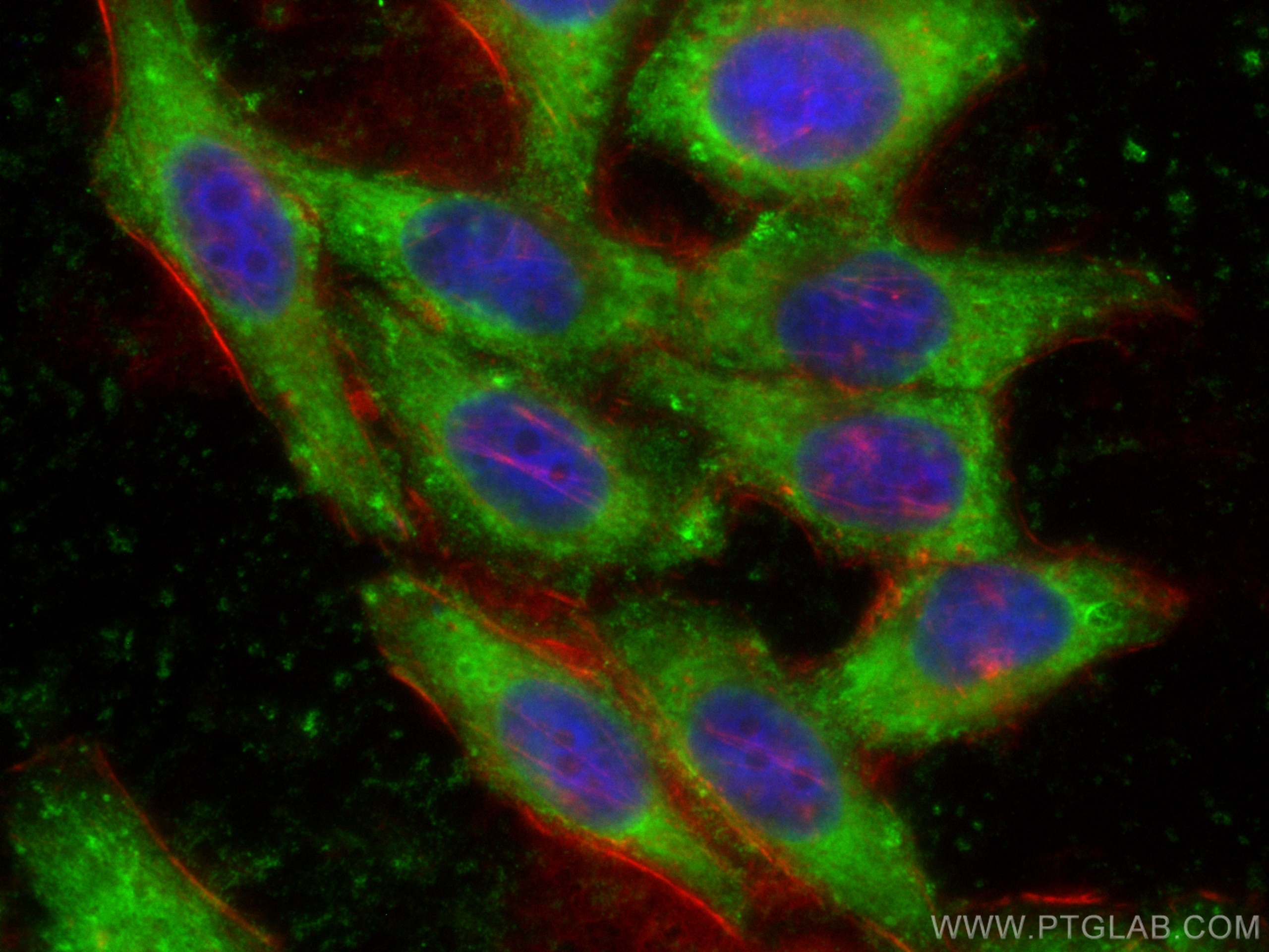 IF Staining of HepG2 using CL488-68479