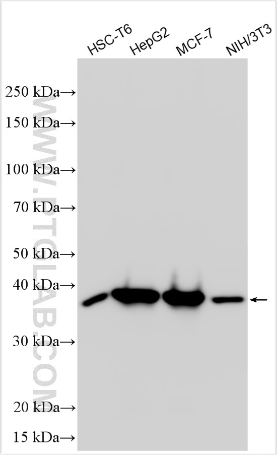 Western Blot (WB) analysis of various lysates using EIF2S1 Rabbit PolyAb (RMX00004)