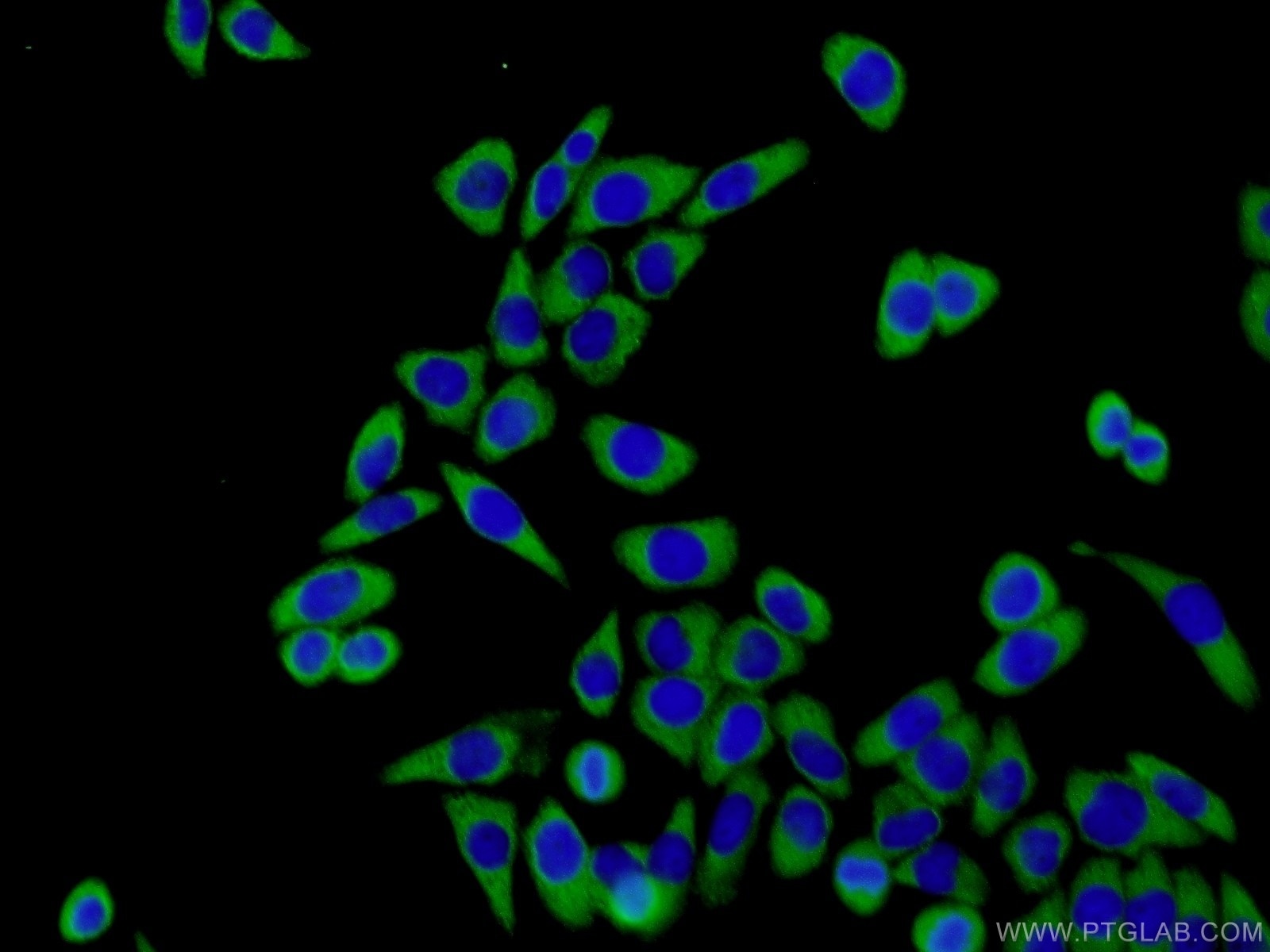 Immunofluorescence (IF) / fluorescent staining of L02 cells using EIF2S2 Polyclonal antibody (10227-1-AP)