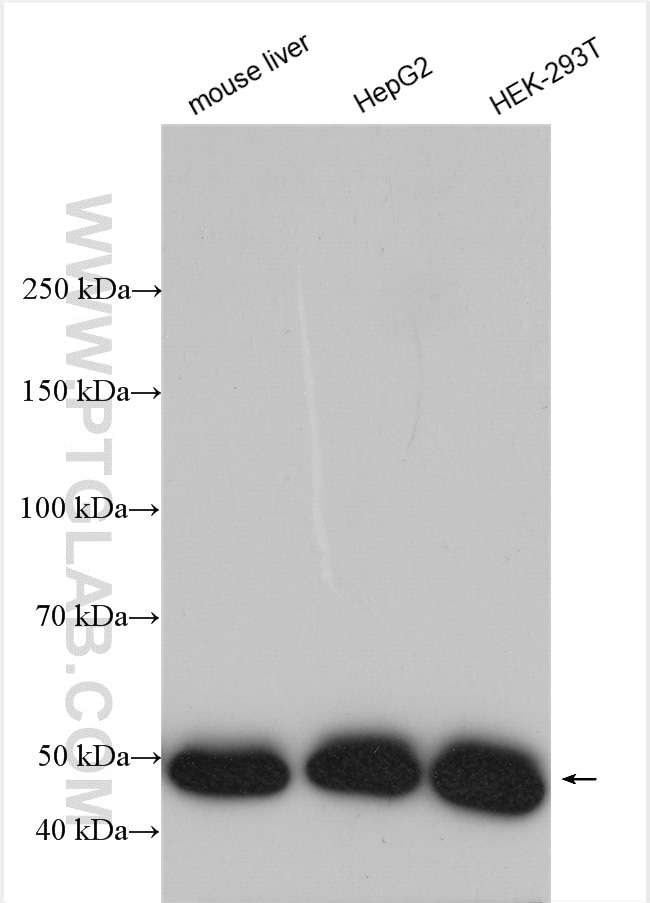 Western Blot (WB) analysis of various lysates using EIF2S2 Polyclonal antibody (10227-1-AP)