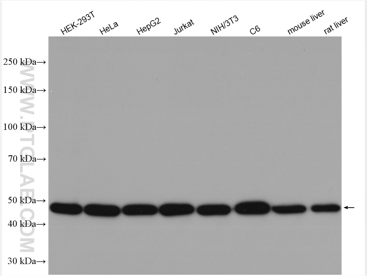 Western Blot (WB) analysis of various lysates using EIF2S2 Polyclonal antibody (10227-1-AP)