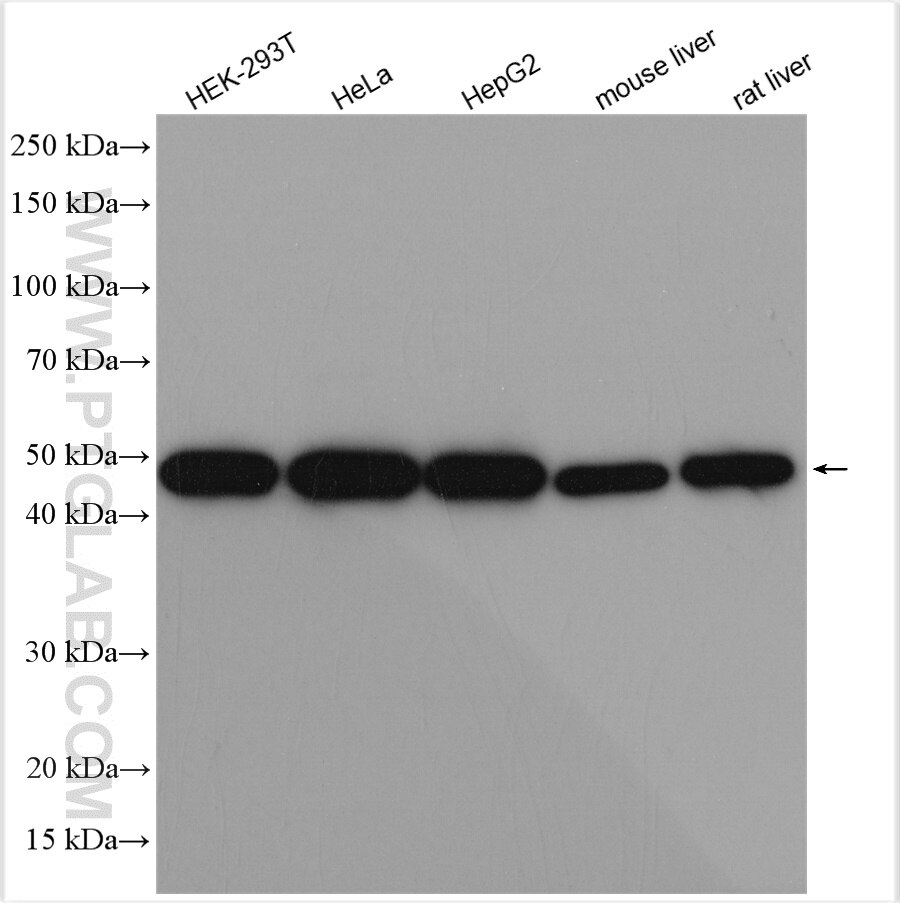 Western Blot (WB) analysis of various lysates using EIF2S2 Polyclonal antibody (10227-1-AP)