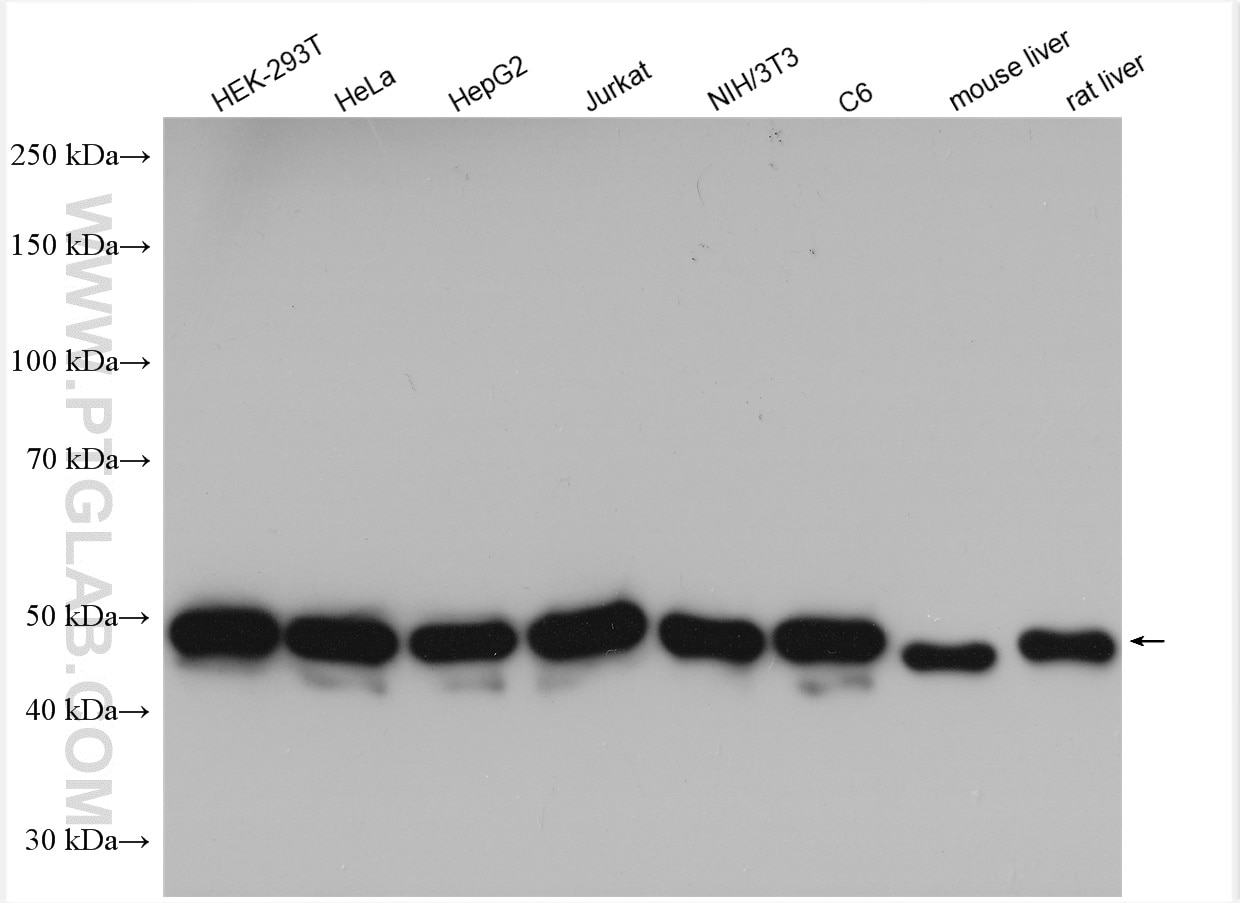 Western Blot (WB) analysis of various lysates using EIF2S2 Polyclonal antibody (10227-1-AP)