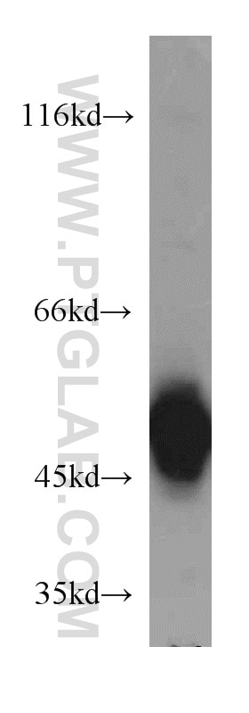 Western Blot (WB) analysis of L02 cells using EIF2S2 Polyclonal antibody (10227-1-AP)
