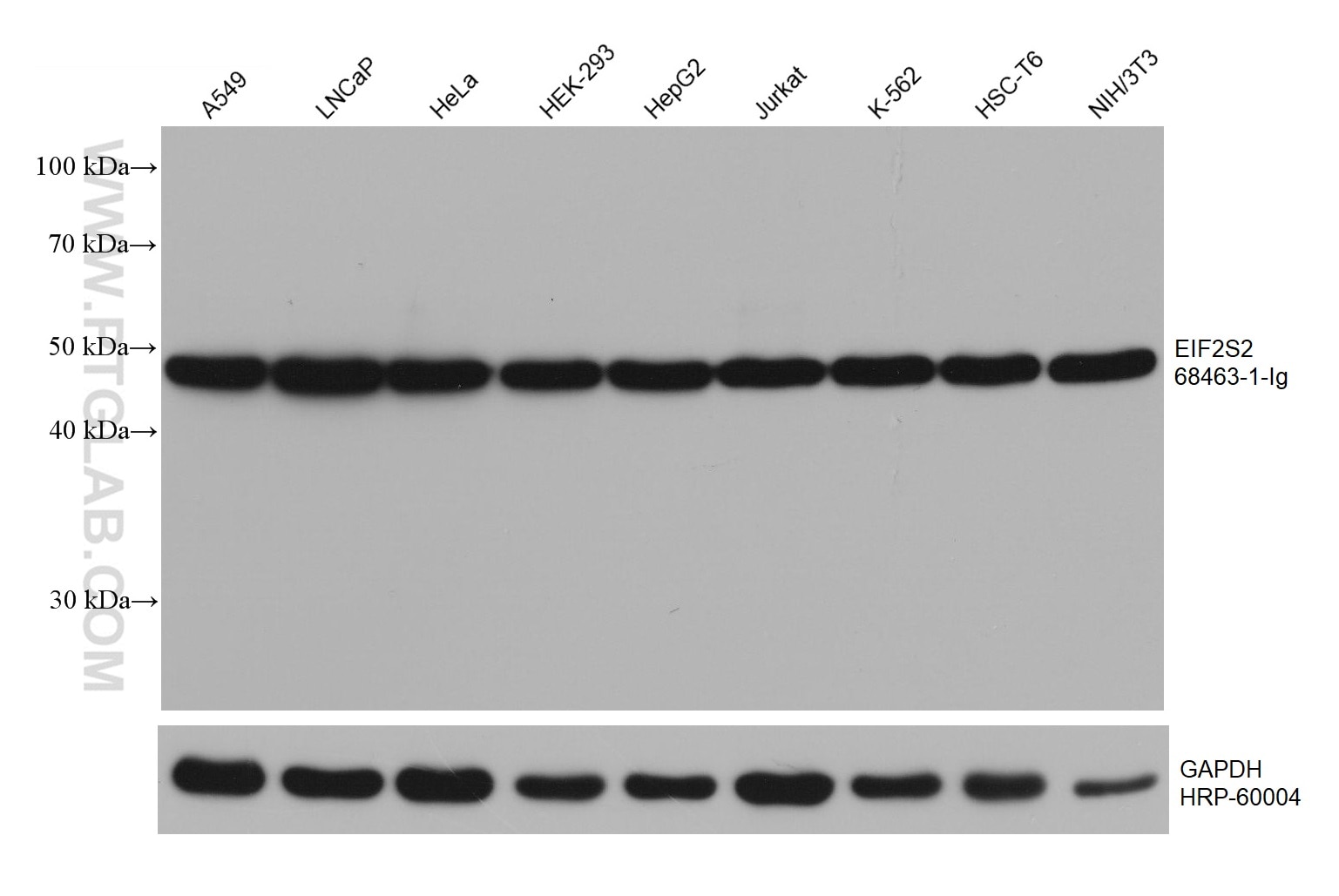 Western Blot (WB) analysis of various lysates using EIF2S2 Monoclonal antibody (68463-1-Ig)