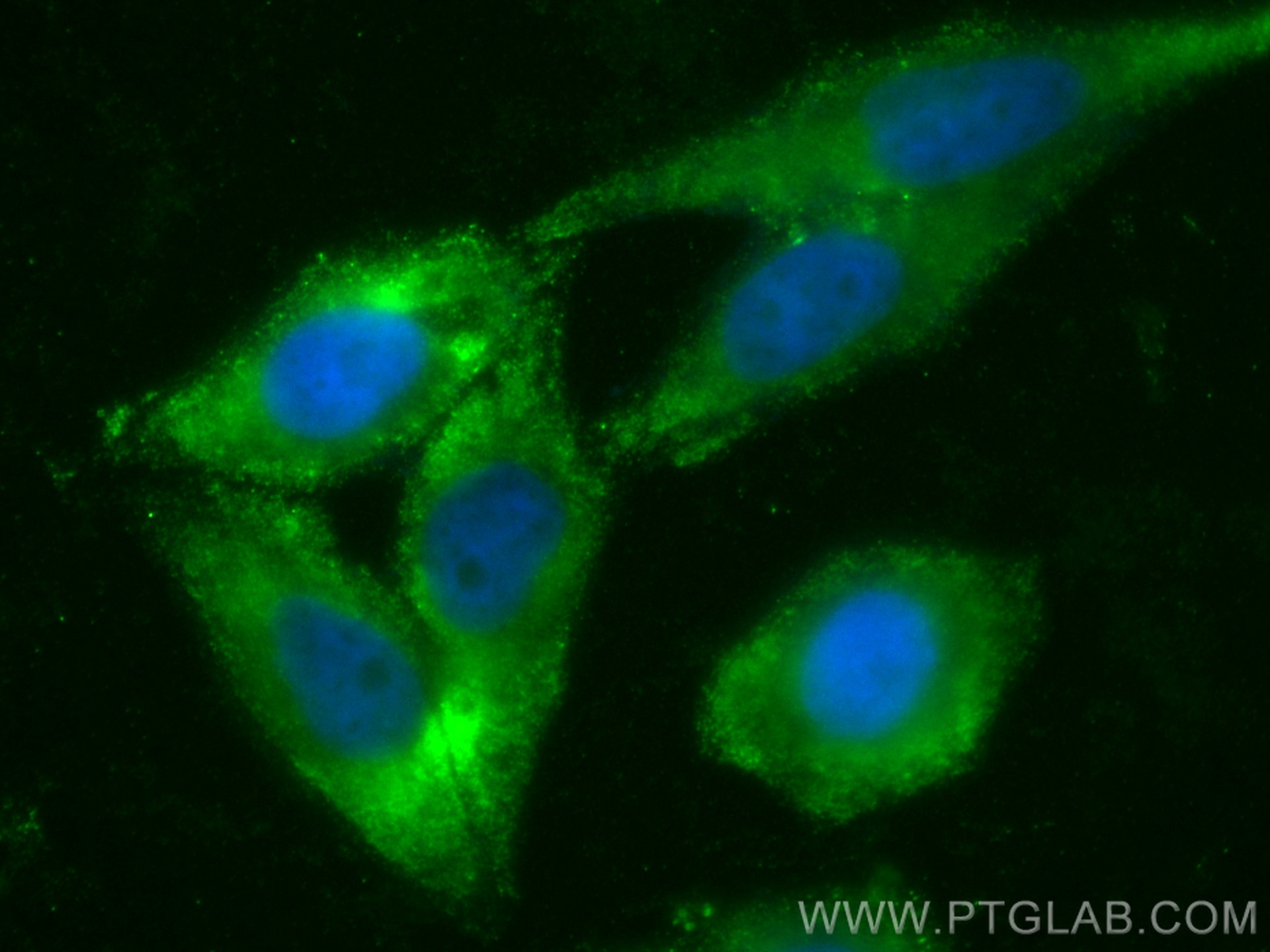 IF Staining of HepG2 using CL488-10227