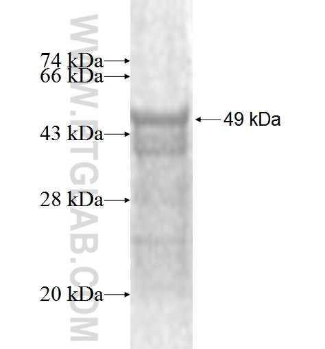 EIF2S3 fusion protein Ag1650 SDS-PAGE