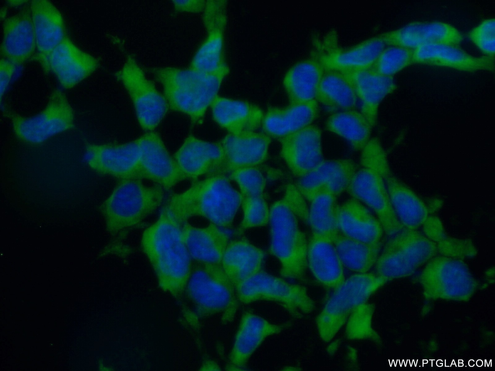 Immunofluorescence (IF) / fluorescent staining of HEK-293 cells using EIF3A Polyclonal antibody (26178-1-AP)