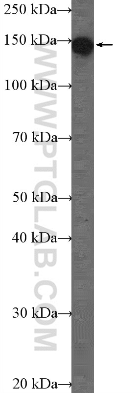 WB analysis of HEK-293 using 26178-1-AP