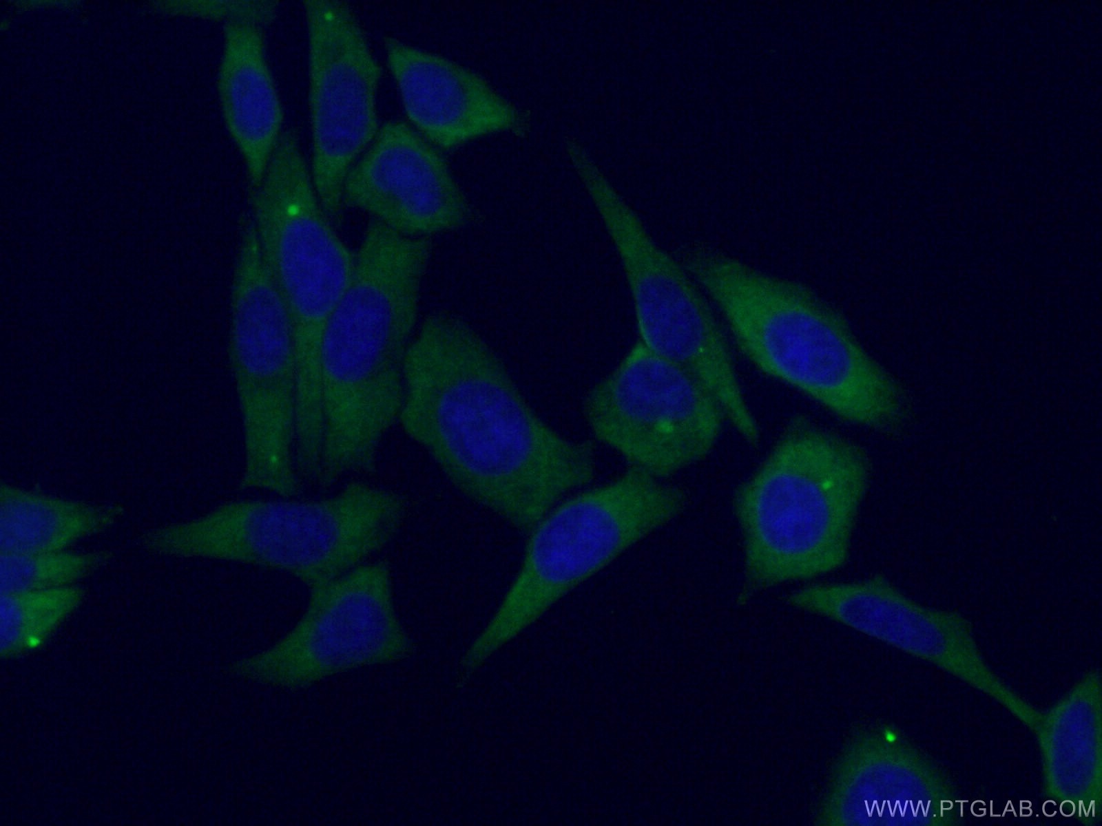 Immunofluorescence (IF) / fluorescent staining of HepG2 cells using EIF3A Polyclonal antibody (27665-1-AP)