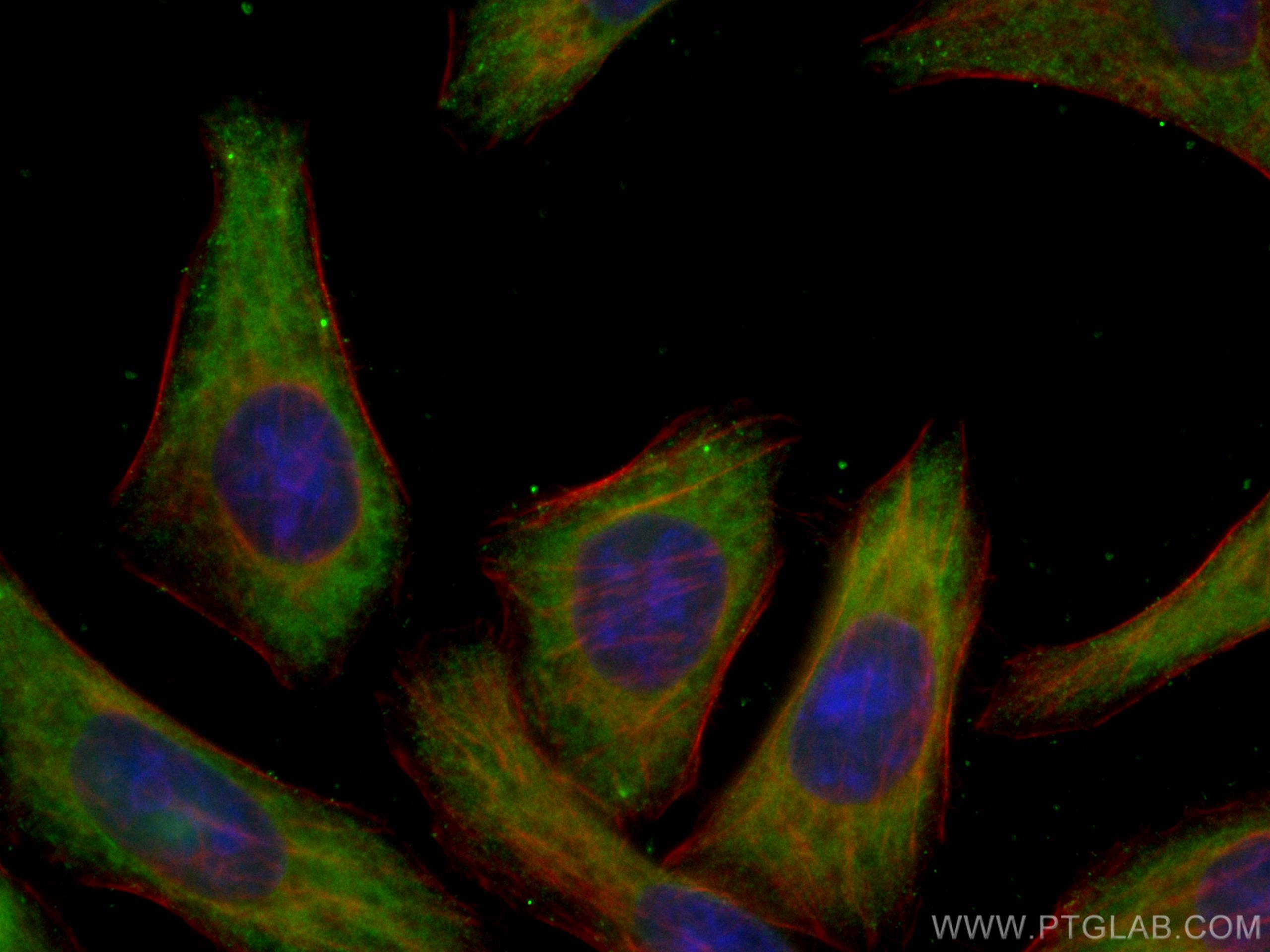 Immunofluorescence (IF) / fluorescent staining of L02 cells using EIF3A Monoclonal antibody (67713-1-Ig)