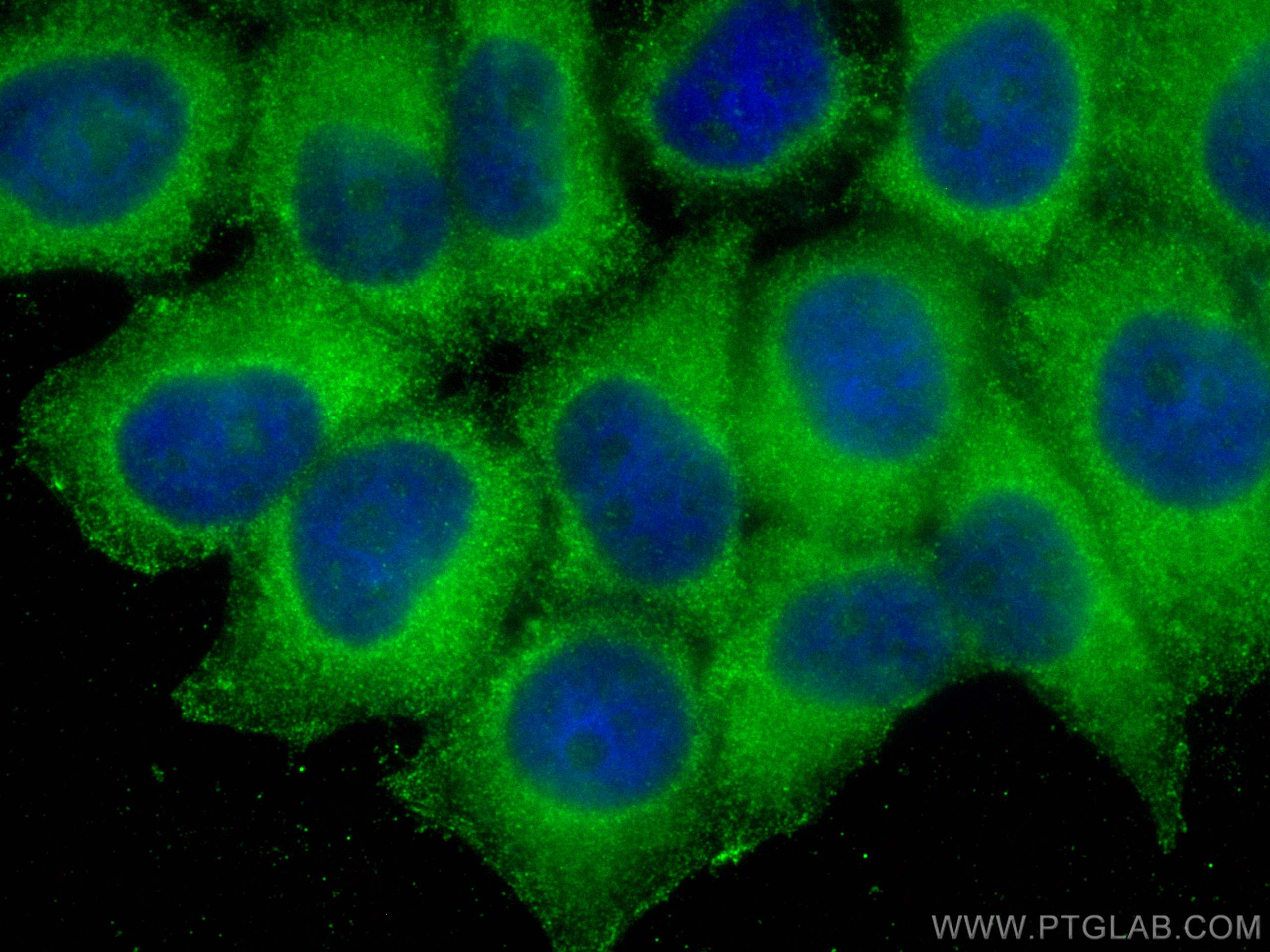 Immunofluorescence (IF) / fluorescent staining of L02 cells using EIF3A Monoclonal antibody (67713-1-Ig)