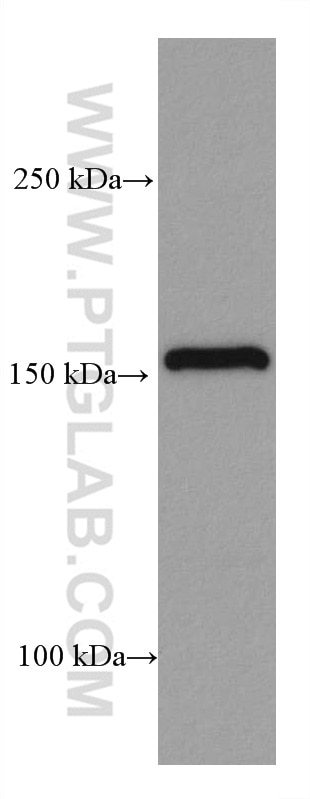 Western Blot (WB) analysis of HEK-293 cells using EIF3A Monoclonal antibody (67713-1-Ig)