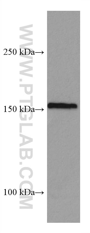 Western Blot (WB) analysis of K-562 cells using EIF3A Monoclonal antibody (67713-1-Ig)