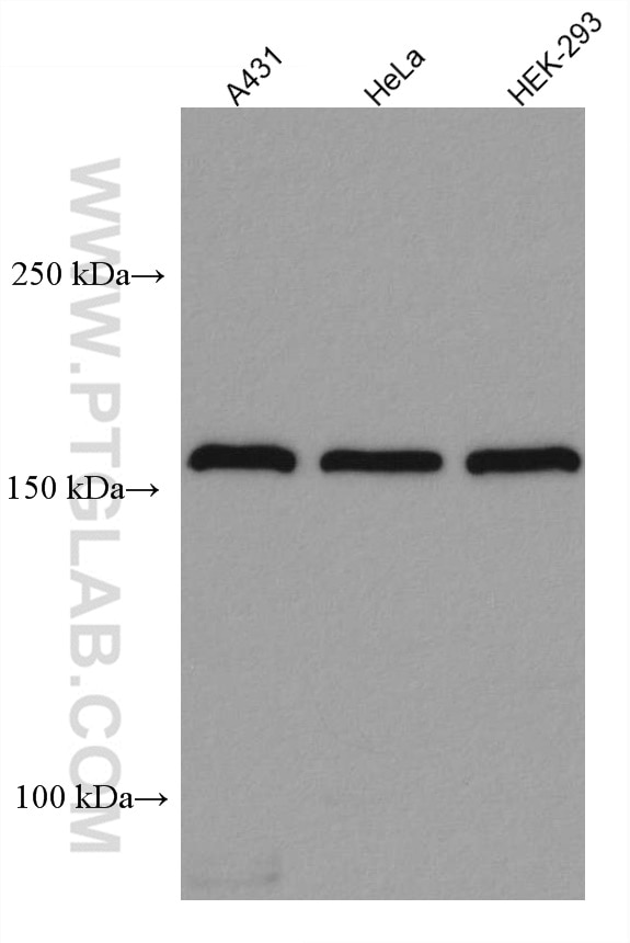 Western Blot (WB) analysis of various lysates using EIF3A Monoclonal antibody (67713-1-Ig)