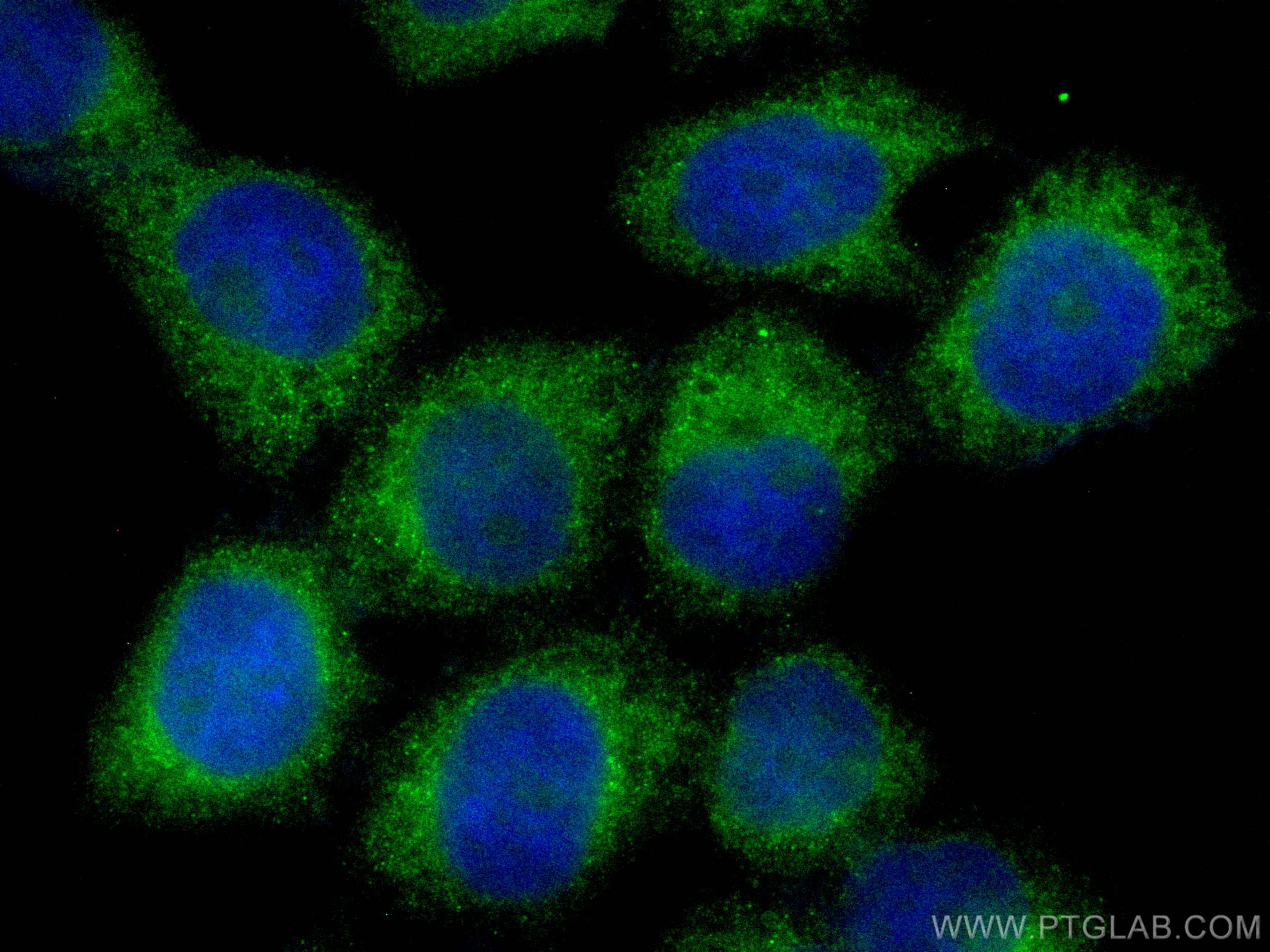 Immunofluorescence (IF) / fluorescent staining of L02 cells using CoraLite® Plus 488-conjugated EIF3A Monoclonal ant (CL488-67713)