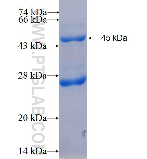 EIF3A fusion protein Ag24752 SDS-PAGE