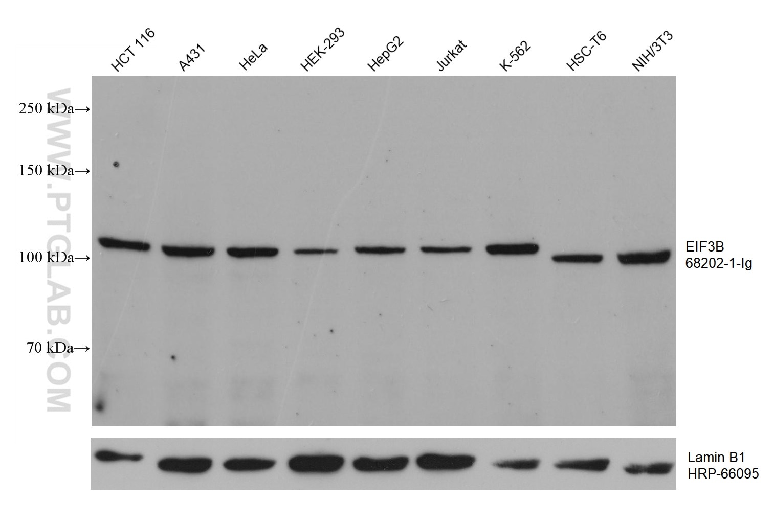 Western Blot (WB) analysis of various lysates using EIF3B Monoclonal antibody (68202-1-Ig)