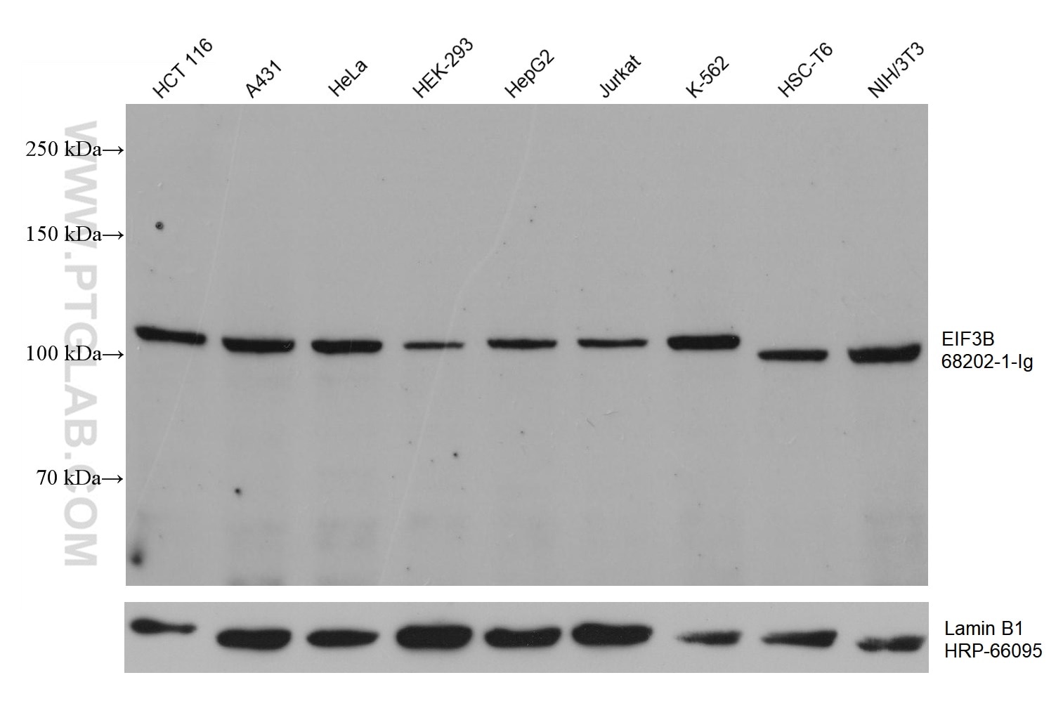 WB analysis using 68202-1-Ig